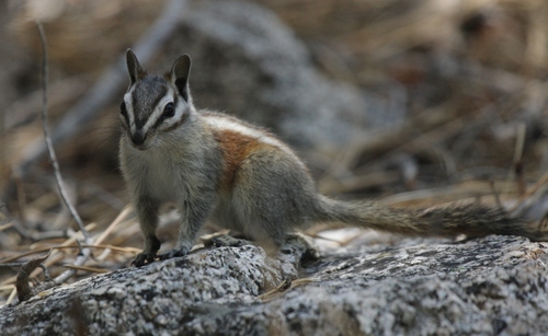 Lodgepole Chipmunk