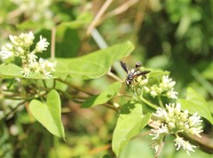 Physocephala sagittaria