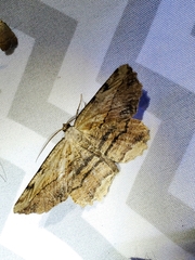 Lytrosis unitaria