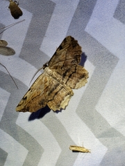 Lytrosis unitaria