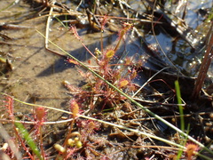Drosera intermedia