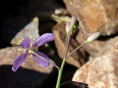 Heliophila minima image