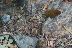 Streptanthus glandulosus hoffmanii