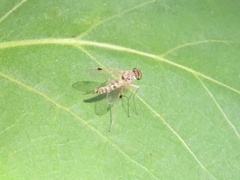 Chrysopilus modestus