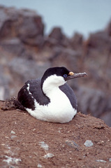 Leucocarbo bransfieldensis