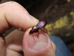 Pterostichus tristis