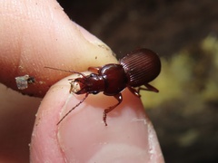 Pterostichus tristis