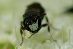 Hylaeus hyalinatus