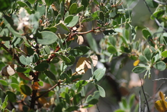 Arctostaphylos bakeri sublaevis