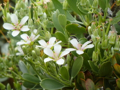 Geranium cuneatum tridens