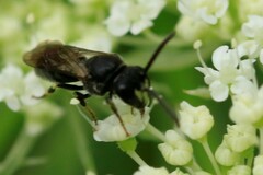 Hylaeus hyalinatus