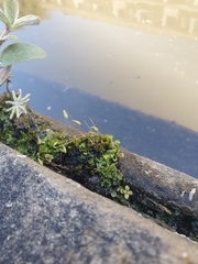 Ptychostomum pallescens