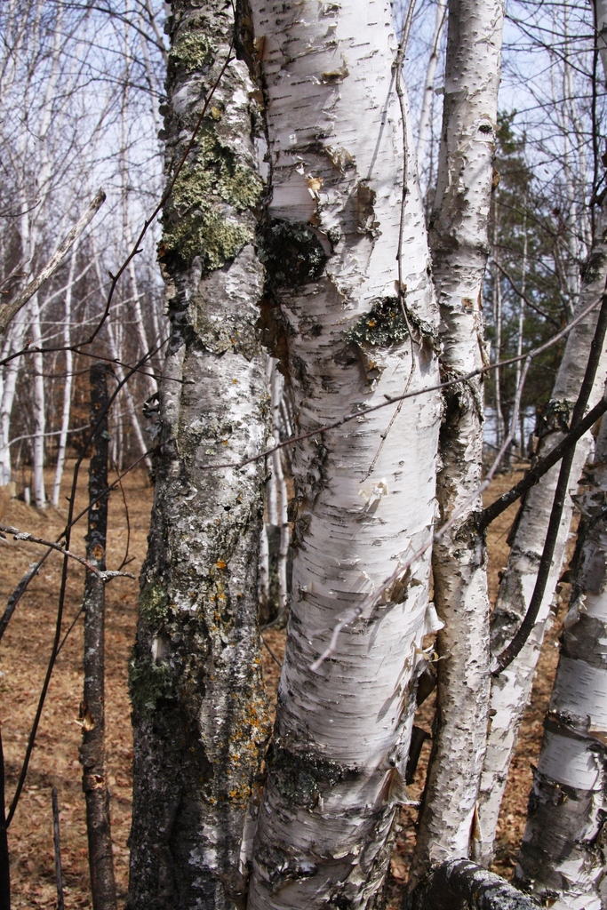 White Birch Tree