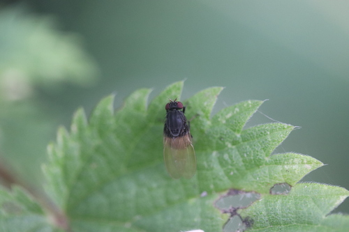 Minettia longipennis, Noordwijk, Nederland, photo 5 of 10