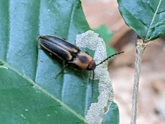 Megapenthes limbalis