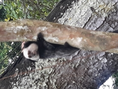 Callithrix geoffroyi