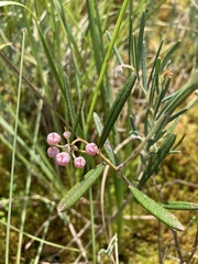 Andromeda polifolia glaucophylla