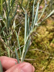 Andromeda polifolia glaucophylla