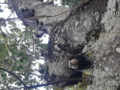 Callithrix geoffroyi