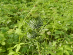 Cirsium vulgare