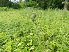 Cirsium vulgare