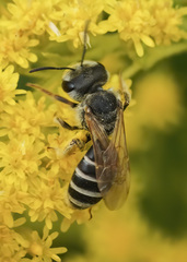 Halictus farinosus
