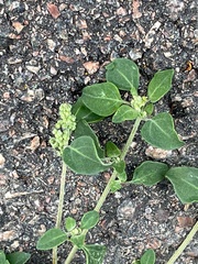 Chenopodium vulvaria