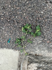 Chenopodium vulvaria