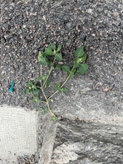 Chenopodium vulvaria