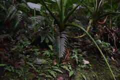 Hymenasplenium excisum