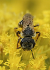 Halictus farinosus