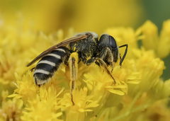 Halictus farinosus