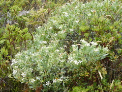 Geranium cuneatum tridens