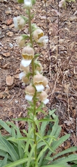 Digitalis lanata