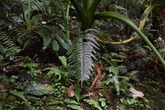 Hymenasplenium excisum