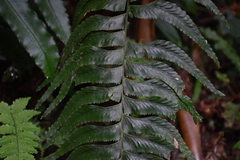 Hymenasplenium excisum