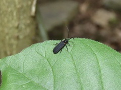 Greenarus thoracicus