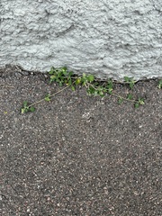 Chenopodium vulvaria