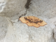 Cyclophora lennigiaria