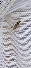 Gampsocoris punctipes punctipes