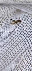 Gampsocoris punctipes punctipes