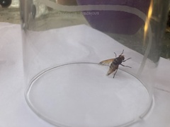 Diptera