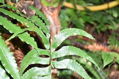 Hymenasplenium excisum