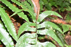 Hymenasplenium excisum