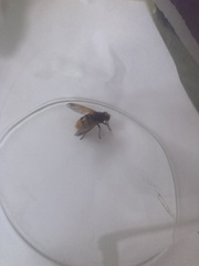 Diptera