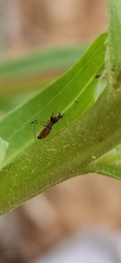 Gampsocoris punctipes punctipes