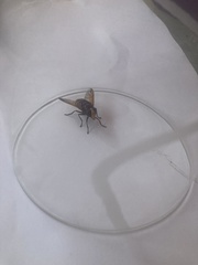 Diptera