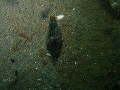 Atrimitra idae