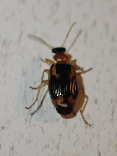 Ringed Harp Ground Beetle photo 6