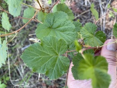 Rubus deliciosus